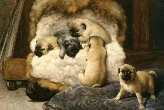 莱州巴哥沙皮头犬_纯种巴哥犬价格_巴哥犬