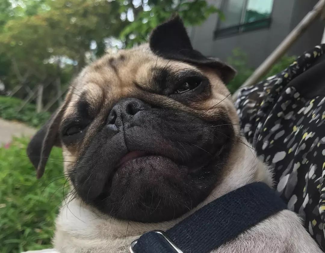 纯种巴哥犬价格_莱州巴哥沙皮头犬_巴哥犬