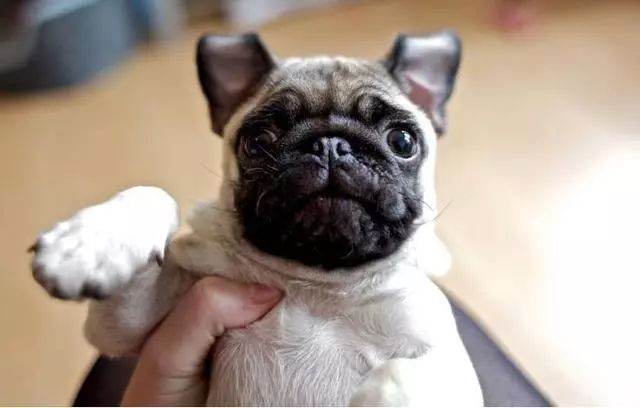 犬巴哥q版图片大全_巴哥成犬能长多大_巴哥犬