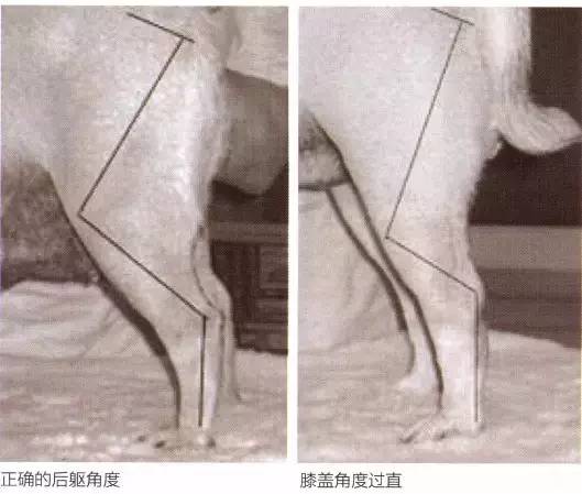 莱州巴哥沙皮头犬_纯种巴哥犬价格_巴哥犬