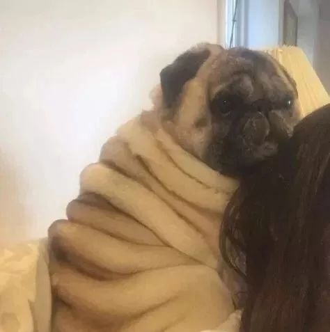 巴哥犬_莱州巴哥沙皮头犬_纯种巴哥犬价格