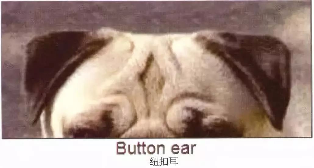 莱州巴哥沙皮头犬_巴哥犬_纯种巴哥犬价格