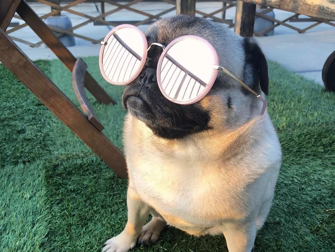 巴哥犬_莱州巴哥沙皮头犬_纯种巴哥犬价格