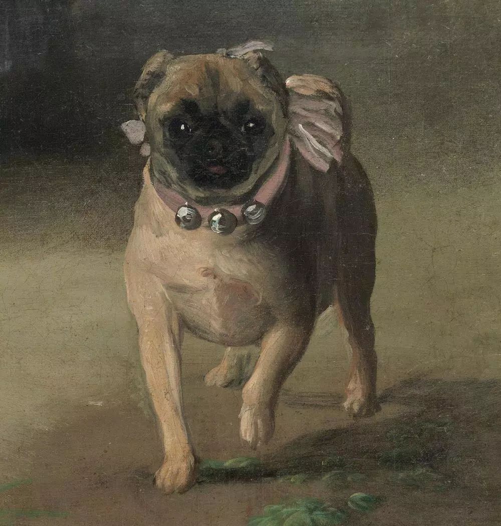 莱州巴哥沙皮头犬_巴哥犬_纯种巴哥犬价格