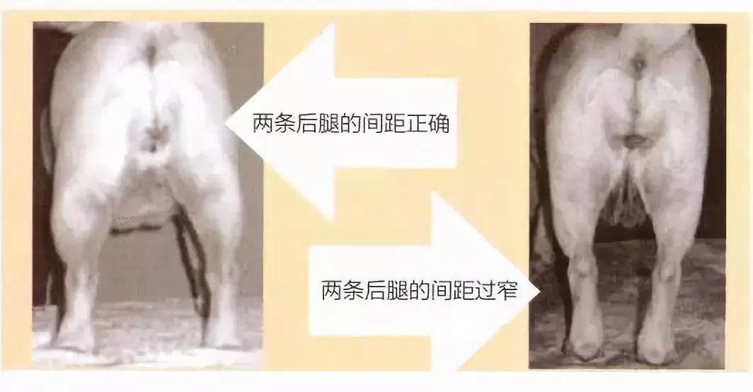 巴哥犬_莱州巴哥沙皮头犬_纯种巴哥犬价格