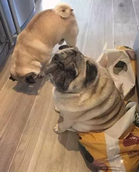 巴哥犬_莱州巴哥沙皮头犬_纯种巴哥犬价格