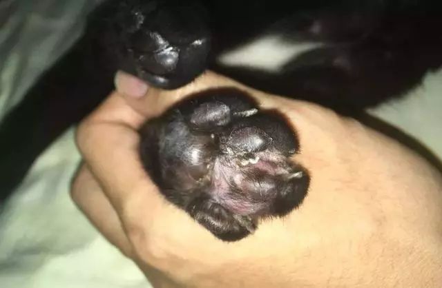 巴哥成犬能长多大_犬巴哥q版图片大全_巴哥犬