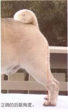 纯种巴哥犬价格_巴哥犬_莱州巴哥沙皮头犬