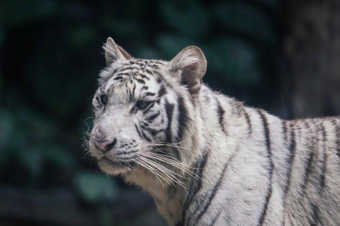 欢乐长隆世界的地图_长隆欢乐世界_广州欢乐长隆世界