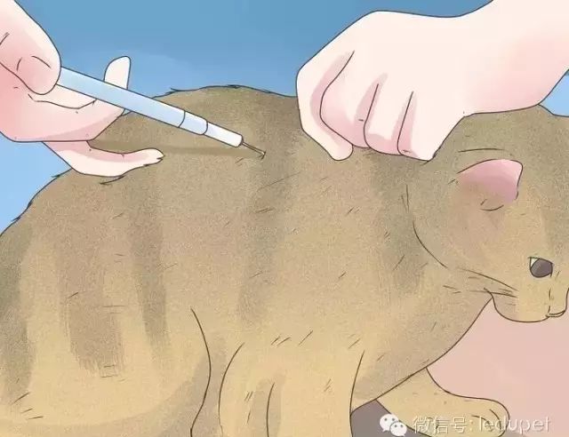 猫瘟症状_猫瘟证状_猫瘟猫咪什么症状