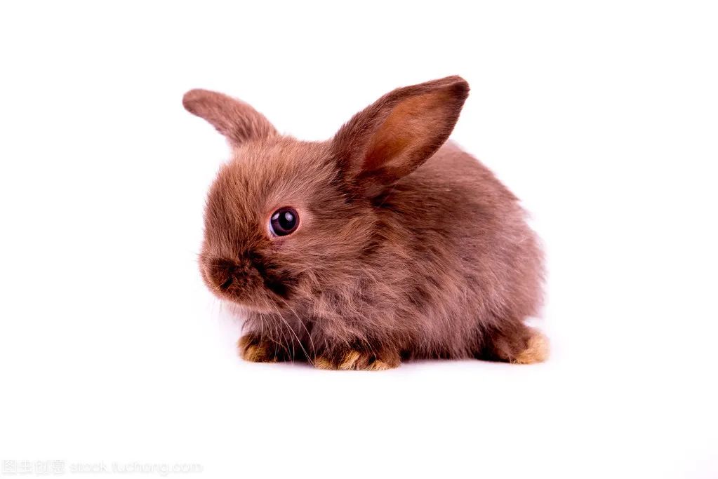 生肖属年龄对照表_生肖属年份_99年属什么生肖