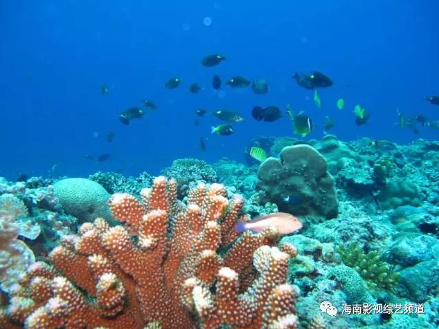 西沙群岛怎么去_西沙群岛自由行怎么去_去西沙群岛贵吗