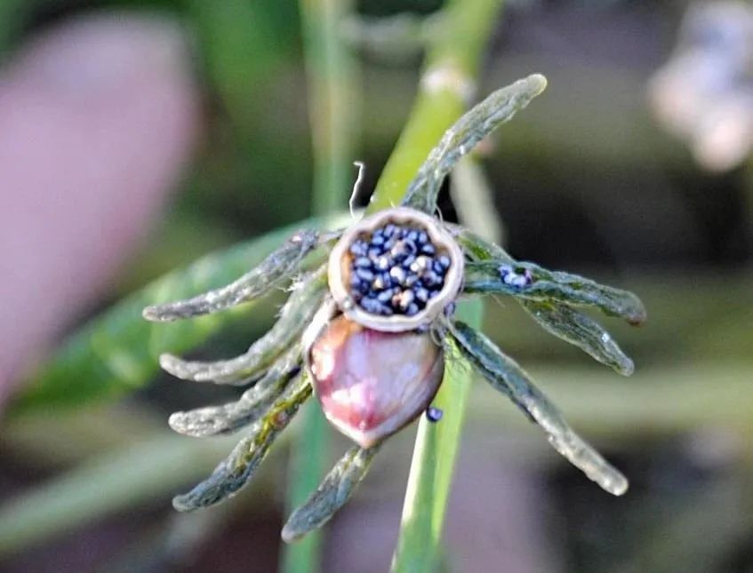 牡丹几月份开花_牡丹花哪个月开_牡丹开花的季节是几月