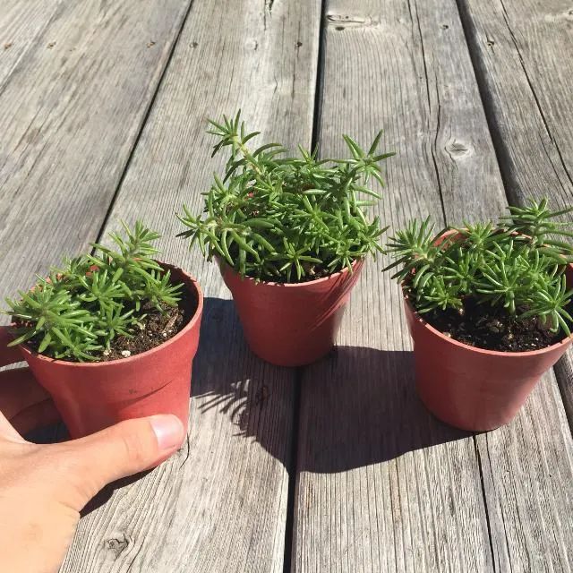 牡丹几月份开花_牡丹花哪个月开_牡丹开花的季节是几月