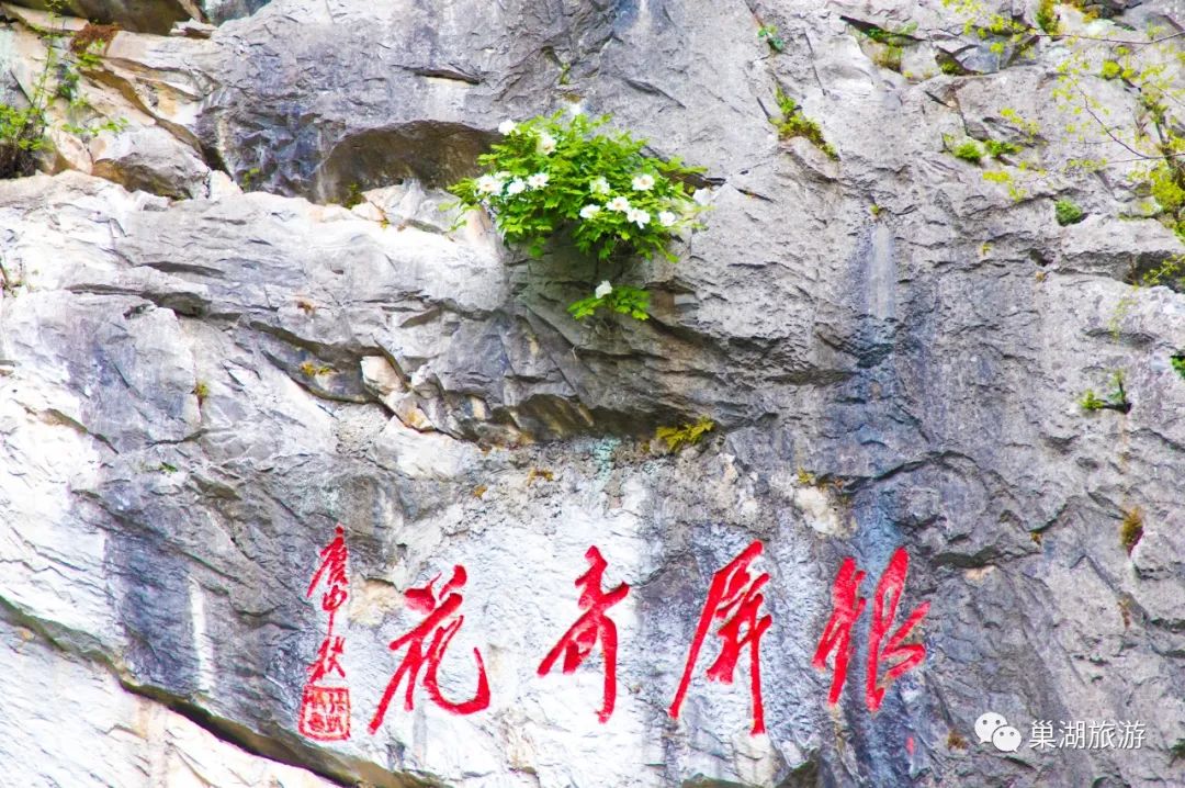 牡丹花盛开的月份_牡丹开花的季节是几月_牡丹几月份开花