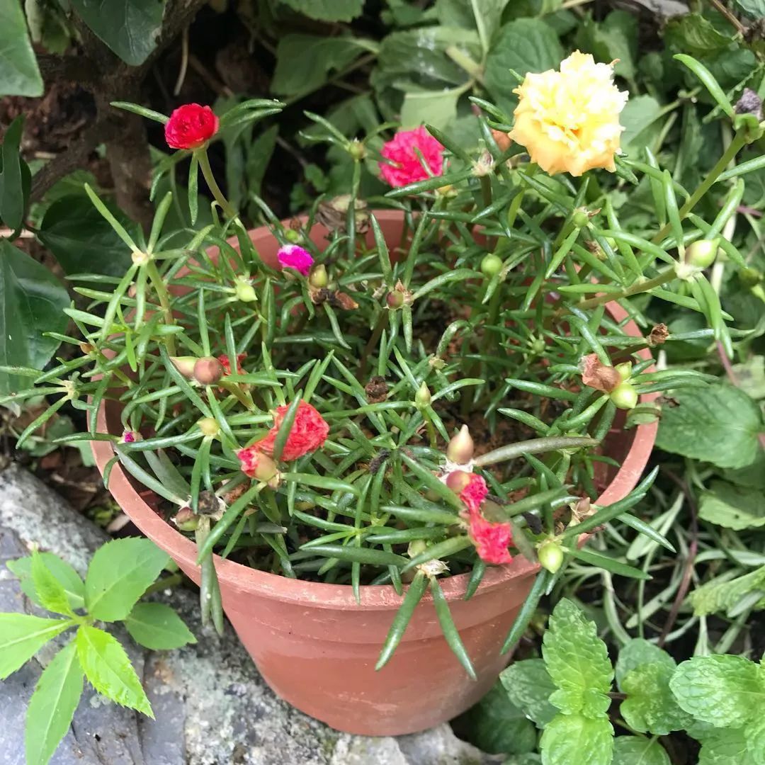 牡丹几月份开花_牡丹开花的季节是几月_牡丹花哪个月开