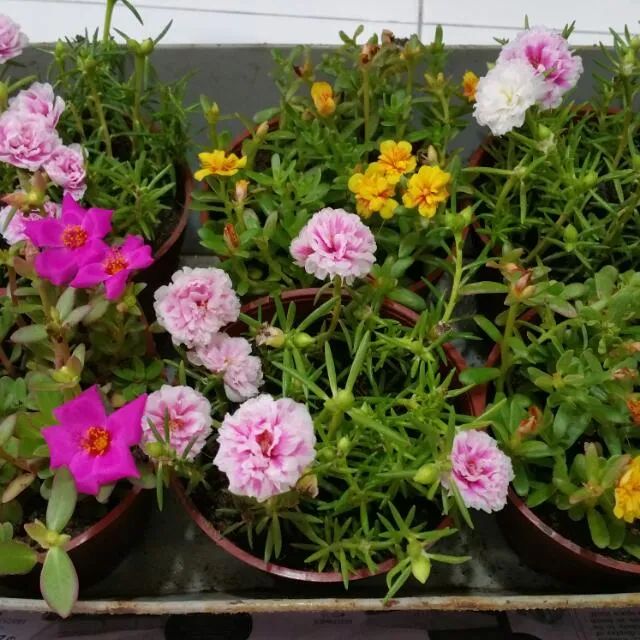 牡丹几月份开花_牡丹开花的季节是几月_牡丹花哪个月开