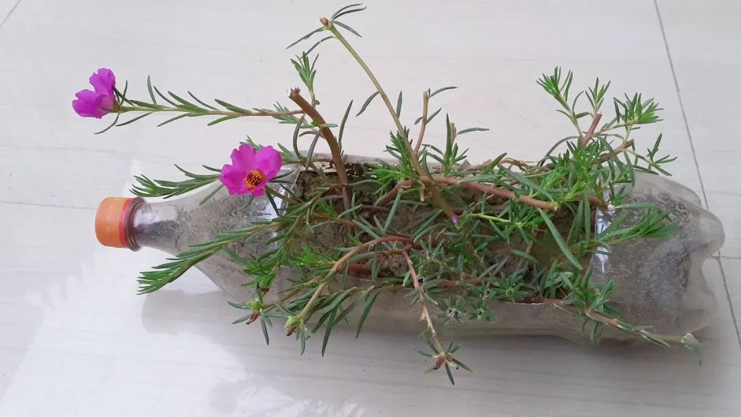 牡丹花哪个月开_牡丹开花的季节是几月_牡丹几月份开花