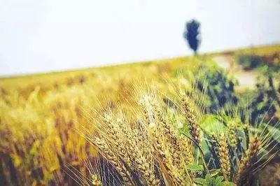 芒种的意思种寓意_芒种芒的意思_芒种是什么意思