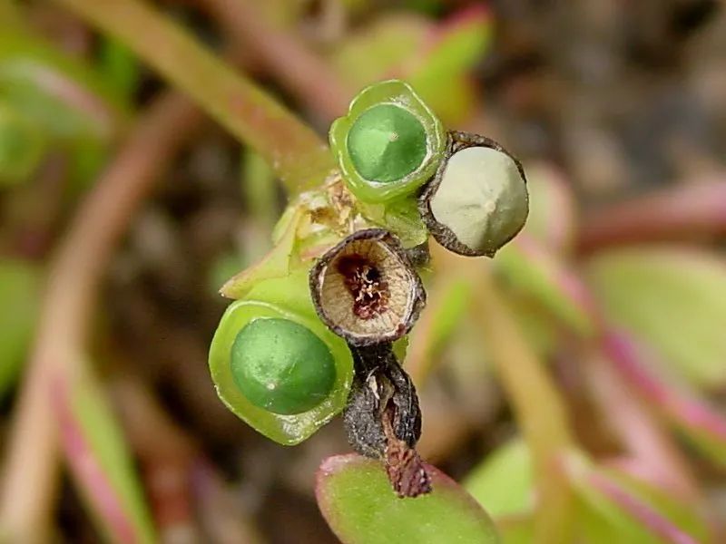 牡丹开花的季节是几月_牡丹几月份开花_牡丹花哪个月开
