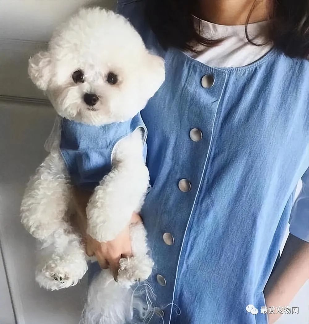 养比熊好还是养泰迪好_比熊好养吗_养比熊好还是萨摩耶好