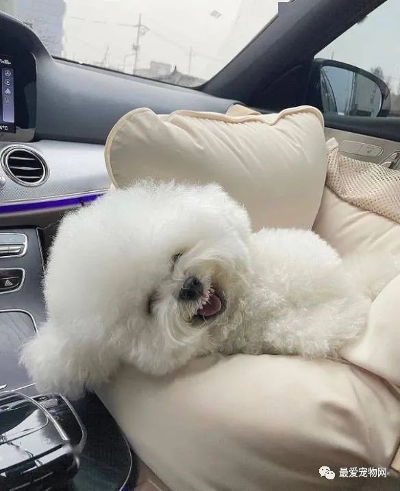 养比熊好还是养泰迪好_比熊好养吗_养比熊好还是萨摩耶好