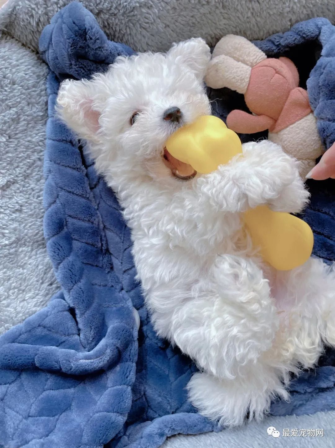 养比熊好还是萨摩耶好_比熊好养吗_养比熊好还是养泰迪好