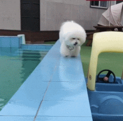 养比熊好还是养泰迪好_比熊好养吗_养比熊好还是萨摩耶好