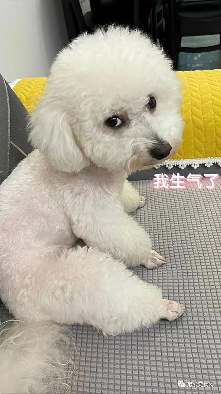 养比熊好还是萨摩耶好_比熊好养吗_养比熊好还是养泰迪好