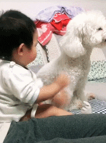 养比熊好还是养泰迪好_比熊好养吗_养比熊好还是萨摩耶好